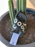 Outlaw Buckle Sandal - Black